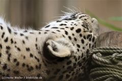 Zoo_Hannover_170714_copy_Heike_Weiler_IMG_1778