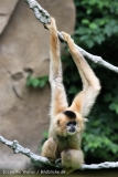 Zoo_Hannover_170714_copy_Heike_Weiler_IMG_1843