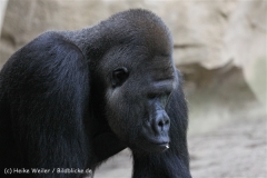 Zoo_Hannover_170714_copy_Heike_Weiler_IMG_1874