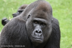 Zoo_Hannover_170714_copy_Heike_Weiler_IMG_1876
