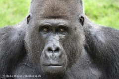 Zoo_Hannover_170714_copy_Heike_Weiler_IMG_1933