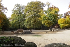 Zoo_Hannover_191012_IMG_0_9977