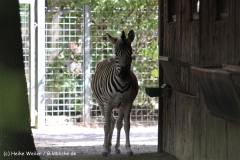 Zoo Krefeld 240710- IMG_9250
