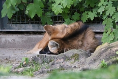 Zoo_Leipzig_110517_IMG_5941