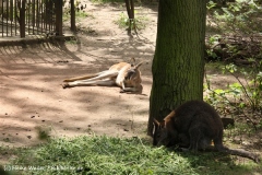 Zoo Leipzig 230711- IMG_3436