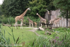 Zoo Leipzig 230711- IMG_3485