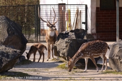 Zoo-Magdeburg-070410-IMG_9854