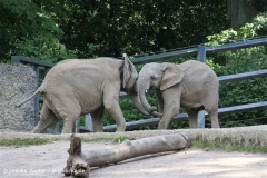 Zoo Wuppertal 040910 - IMG_2020-2