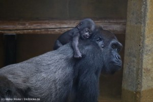 Streit um den Nachwuchs im Zoo Hannover